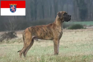 Lees meer over het artikel Duitse Doggen fokkers en pups in Hessen