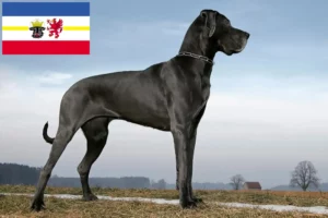 Lees meer over het artikel Duitse Doggen fokkers en pups in Mecklenburg-Vorpommern