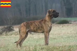 Lees meer over het artikel Duitse Doggen fokkers en pups in Overijssel