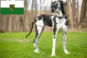 Lees meer over het artikel Duitse Doggen fokkers en pups in Saksen