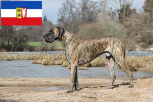 Lees meer over het artikel Duitse Doggen fokkers en pups in Sleeswijk-Holstein