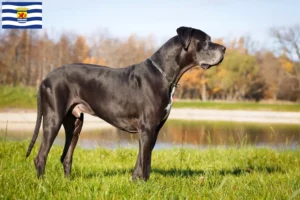 Lees meer over het artikel Duitse Doggen fokkers en pups in Zeeland