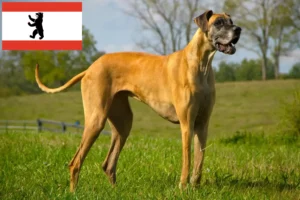 Lees meer over het artikel Duitse Dog fokker en pups in Berlijn