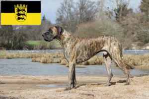 Lees meer over het artikel Duitse Doggen fokkers en pups in Baden-Württemberg