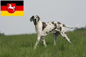 Lees meer over het artikel Duitse Doggen fokkers en pups in Nedersaksen