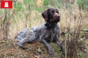 Lees meer over het artikel Duitse Drahthaar fokkers en pups in Hamburg