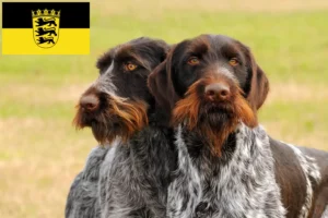 Lees meer over het artikel Duitse Drahthaar fokkers en pups in Baden-Württemberg
