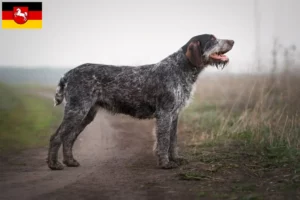 Lees meer over het artikel Duitse Drahthaar fokkers en pups in Nedersaksen