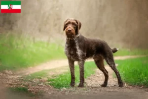 Lees meer over het artikel Duitse Drahthaar fokkers en pups in Noordrijn-Westfalen