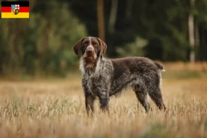 Lees meer over het artikel Duitse Drahthaar fokkers en pups in Saarland