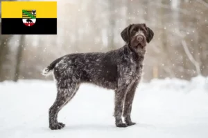 Lees meer over het artikel Duitse Drahthaar fokkers en pups in Saksen-Anhalt