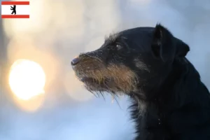 Lees meer over het artikel Duitse Jachtterriër Fokker en Puppies in Berlijn