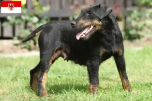 Lees meer over het artikel Duitse Jachtterriër fokkers en pups in Brandenburg