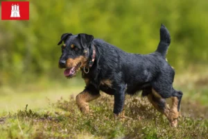 Lees meer over het artikel Duitse Jachtterriër Fokker en Puppies in Hamburg