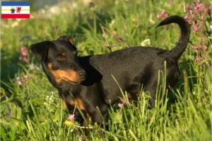 Lees meer over het artikel Duitse Jachtterriër fokkers en pups in Mecklenburg-Vorpommern