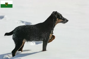 Lees meer over het artikel Duitse Jachtterriër fokkers en pups in Saksen