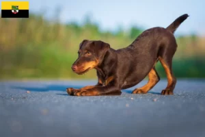 Lees meer over het artikel Duitse Jachtterriër fokkers en pups in Saksen-Anhalt