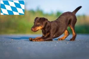 Lees meer over het artikel Duitse Jachtterriër fokkers en puppies in Beieren