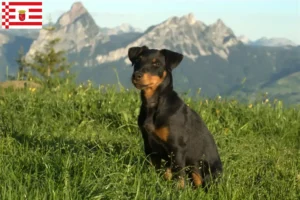 Lees meer over het artikel Duitse Jachtterriër Fokker en Puppies in Bremen