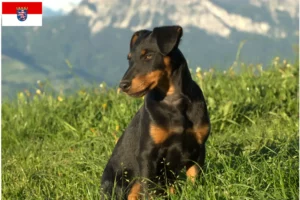 Lees meer over het artikel Duitse Jachtterriër fokkers en pups in Hessen