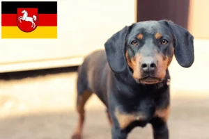 Lees meer over het artikel Duitse Jachtterriër fokkers en pups in Nedersaksen