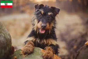 Lees meer over het artikel Duitse Jachtterriër fokkers en pups in Noordrijn-Westfalen
