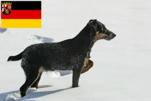 Lees meer over het artikel Duitse Jachtterriër fokkers en pups in Rijnland-Palts