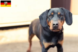 Lees meer over het artikel Duitse Jachtterriër fokkers en pups in Saarland
