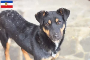 Lees meer over het artikel Duitse Jachtterriër fokkers en pups in Sleeswijk-Holstein