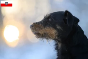 Lees meer over het artikel Duitse Jachtterriër fokkers en pups in Thüringen