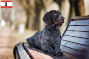 Lees meer over het artikel Duitse Korthaar fokkers en puppies in Berlijn