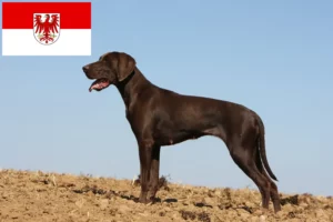 Lees meer over het artikel Duitse Korthaar fokkers en puppies in Brandenburg
