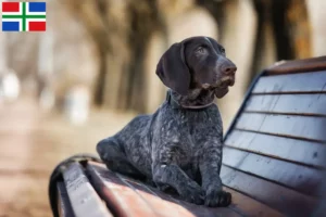 Lees meer over het artikel Duitse Korthaar fokkers en puppies in Groningen