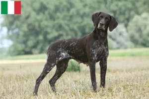 Lees meer over het artikel Duitse Korthaar fokkers en puppies in Italië