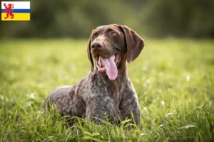 Lees meer over het artikel Duitse Korthaar fokkers en puppies in Limburg