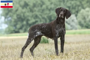 Lees meer over het artikel Duitse Korthaar fokkers en puppies in Mecklenburg-Vorpommern