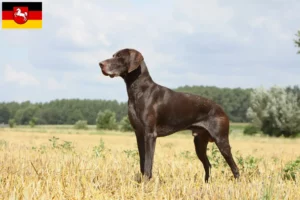 Lees meer over het artikel Duitse Korthaar fokkers en puppies in Nedersaksen