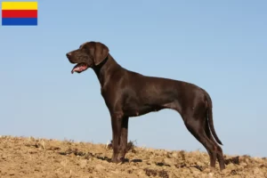Lees meer over het artikel Duitse Korthaar fokkers en puppies in Noord-Holland