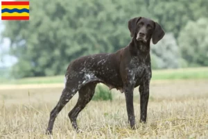 Lees meer over het artikel Duitse Korthaar fokkers en puppies in Overijssel