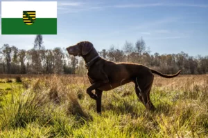 Lees meer over het artikel Duitse Korthaar fokkers en puppies in Saksen