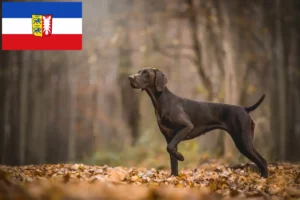 Lees meer over het artikel Duitse Korthaar fokkers en puppies in Sleeswijk-Holstein