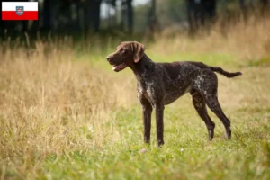 Lees meer over het artikel Duitse Korthaar fokkers en puppies in Thüringen