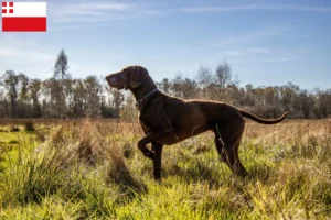 Lees meer over het artikel Duitse Korthaar fokkers en puppies in Utrecht