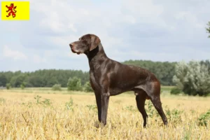 Lees meer over het artikel Duitse Korthaar fokkers en puppies in Zuid-Holland