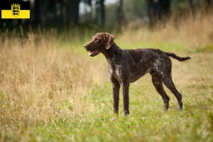 Lees meer over het artikel Duitse Korthaar fokkers en puppies in Baden-Württemberg