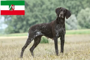 Lees meer over het artikel Duitse Korthaar fokkers en puppies in Noordrijn-Westfalen