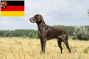 Lees meer over het artikel Duitse Korthaar fokkers en puppies in Rijnland-Palts