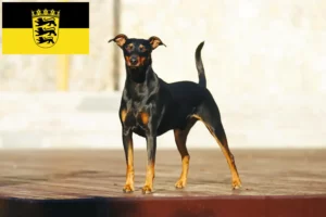 Lees meer over het artikel Duitse Pinscher fokkers en pups in Baden-Württemberg