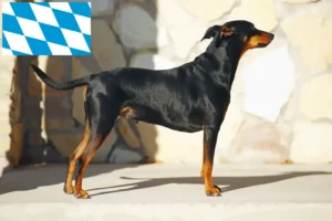 Lees meer over het artikel Duitse Pinscher fokkers en pups in Beieren