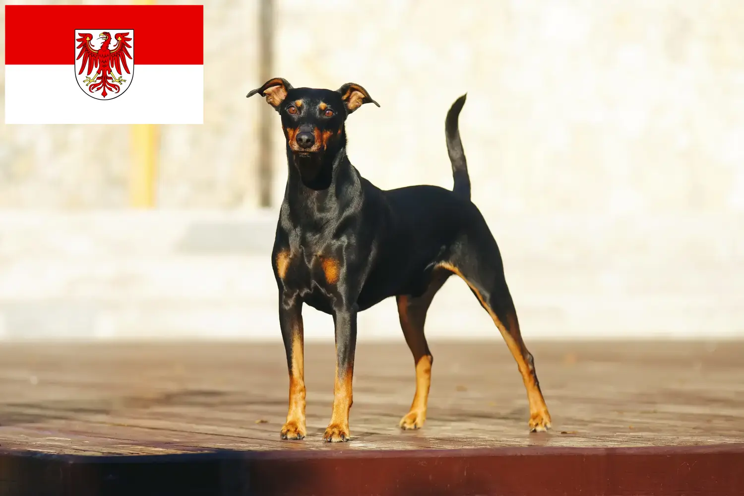 Duitse Pinscher puppies en fokkers Brandenburg Hier vind je Duitse Pinscher fokkers in Brandenburg.